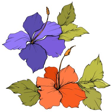 Vektör Hibiscus çiçek botanik çiçek. Egzotik tropik hawaiian yaz. Oyulmuş mürekkep sanat. İzole hibiscus illüstrasyon öğe beyaz arka plan üzerinde.