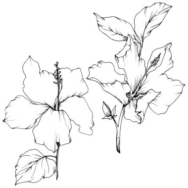Vektör Hibiscus çiçek botanik çiçek. Egzotik tropik hawaiian yaz. Siyah ve beyaz mürekkep sanat kazınmış. İzole hibiscus illüstrasyon öğe beyaz arka plan üzerinde.