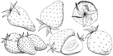 Çilek sağlıklı gıda vektör. Siyah ve beyaz mürekkep sanat kazınmış. Arka plan, doku, sarıcı desen veya menü için taze meyve. İzole berry illüstrasyon öğe beyaz arka plan üzerinde.