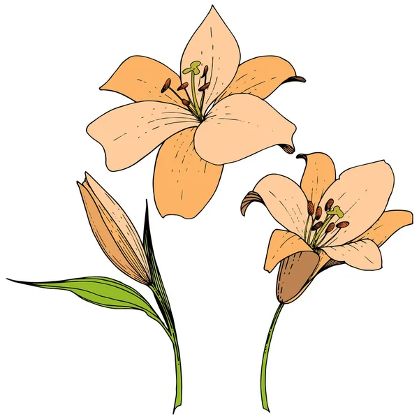 Flor Botánica Floral Vector Orange Lily Flor Silvestre Hoja Primavera — Vector de stock