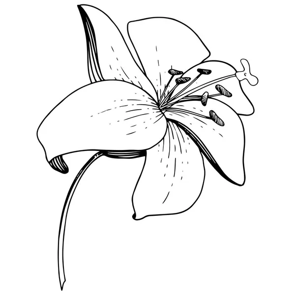 Vector Lily Fleur Botanique Florale Feuille Sauvage Printemps Fleur Sauvage — Image vectorielle