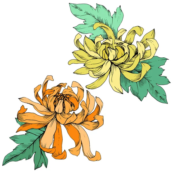 Векторные Желтые Оранжевые Цветочные Ботанические Цветы Chrysanthemum Дикий Весенний Цветок — стоковый вектор