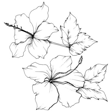 Vektör Hibiscus çiçek botanik çiçek. Siyah ve beyaz mürekkep sanat kazınmış. İzole hibiscus illüstrasyon öğesi.