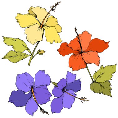 Vektör Hibiscus çiçek botanik çiçek. Oyulmuş mürekkep sanat. İzole hibiscus illüstrasyon öğe beyaz arka plan üzerinde.