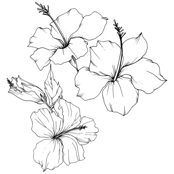 Vector Hibiscus flor botánica floral. Tinta grabada en blanco y negro. Elemento de ilustración de hibisco aislado . — Vector de stock