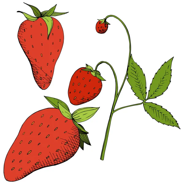 Vector Strawberry comida saludable. Tinta grabada roja y verde. Elemento de ilustración de bayas aisladas sobre fondo blanco . — Vector de stock