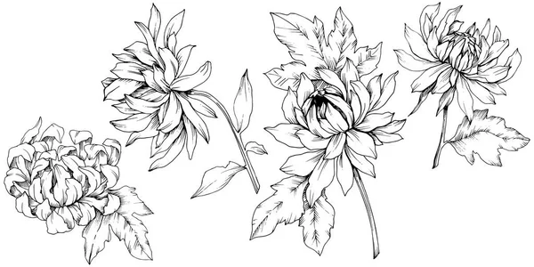 Vector Chrysanthemum flores botânicas florais. Tinta gravada a preto e branco. Isolado elemento ilustração flor . —  Vetores de Stock