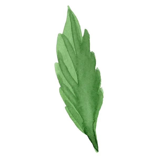 Aster πράσινο φύλλο. Άγρια άνοιξη φύλλων wildflower απομονωμένη. Σετ ακουαρέλας φόντο. Απομονωμένη aster εικονογράφηση στοιχείο. — Φωτογραφία Αρχείου