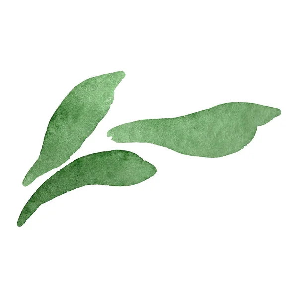 Aster πράσινα φύλλα. Άγρια άνοιξη φύλλων wildflower. Σετ ακουαρέλας φόντο. Απομονωμένη aster εικονογράφηση στοιχείο. — Φωτογραφία Αρχείου