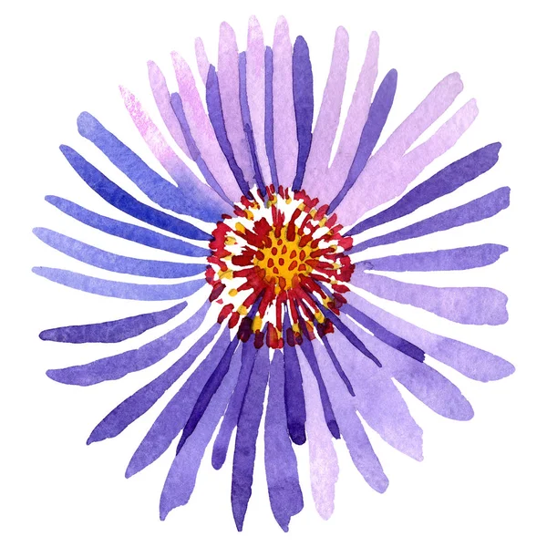 Μπλε βιολετί aster floral βοτανικό λουλούδι. Ακουαρέλα φόντο εικόνα σύνολο. Απομονωμένη aster εικονογράφηση στοιχείο. — Φωτογραφία Αρχείου