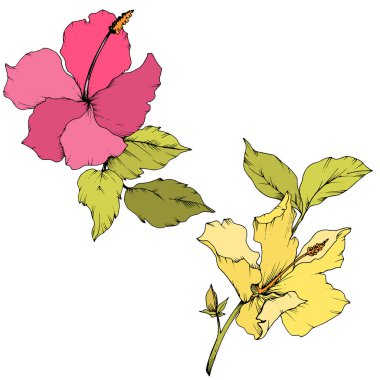 Vektör Hibiscus çiçek botanik çiçek. Oyulmuş mürekkep sanat. İzole hibiscus illüstrasyon öğe beyaz arka plan üzerinde.