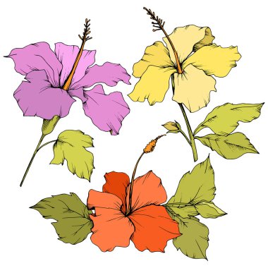 Vektör Hibiscus çiçek botanik çiçek. Oyulmuş mürekkep sanat. İzole hibiscus illüstrasyon öğe beyaz arka plan üzerinde.