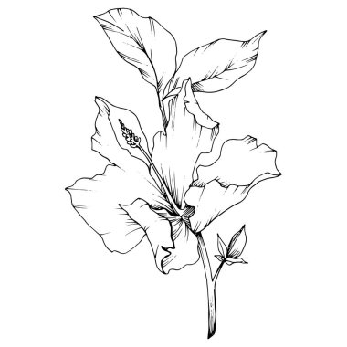 Vektör Hibiscus çiçek botanik çiçek. Siyah ve beyaz mürekkep sanat kazınmış. İzole hibiscus illüstrasyon öğesi.