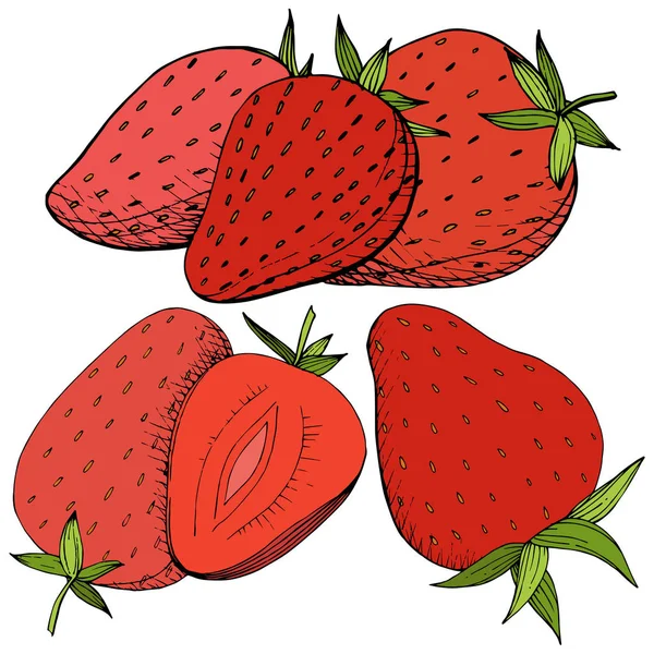 Vector Morango comida saudável. Tinta vermelha e verde gravada arte. Elemento de ilustração de baga isolado sobre fundo branco . — Vetor de Stock