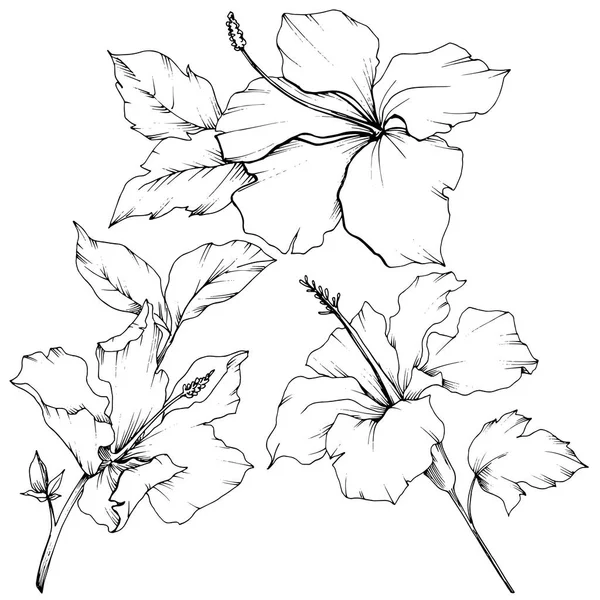 벡터 히 비 스커 스 꽃 식물 꽃입니다. 흑백 잉크 아트를 새겨져 있다. 격리 된 히 비 스커 스 그림 요소. — 스톡 벡터