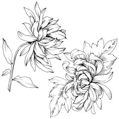 Vektör krizantem çiçek botanik çiçekler. Siyah ve beyaz mürekkep sanat kazınmış. İzole çiçek Çizim öğesi.