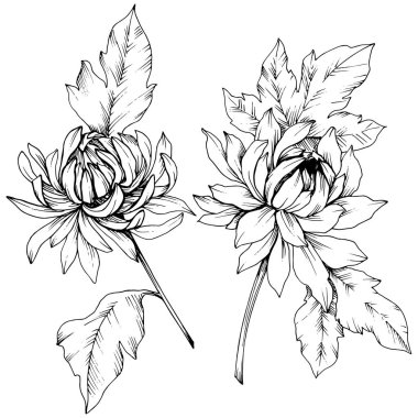 Vektör krizantem çiçek botanik çiçekler. Siyah ve beyaz mürekkep sanat kazınmış. İzole çiçek Çizim öğesi.