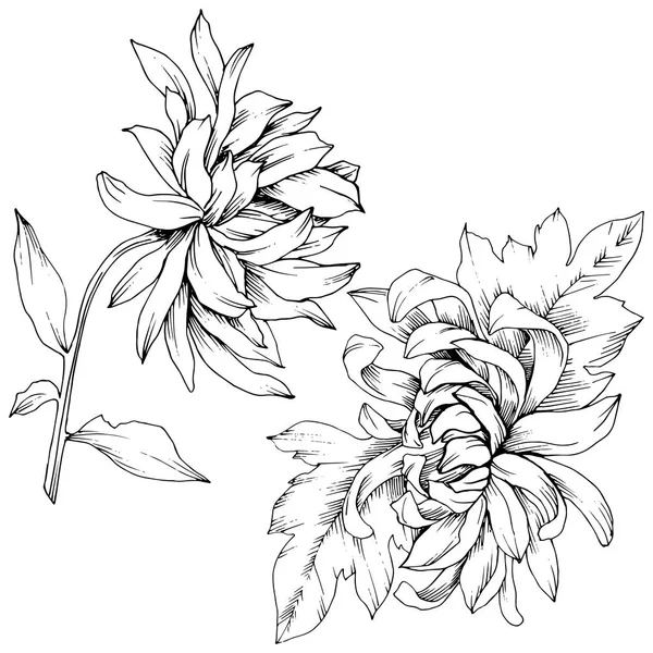 Vector Chrysanthemum flores botánicas florales. Tinta grabada en blanco y negro. Elemento de ilustración de flores aisladas . — Archivo Imágenes Vectoriales