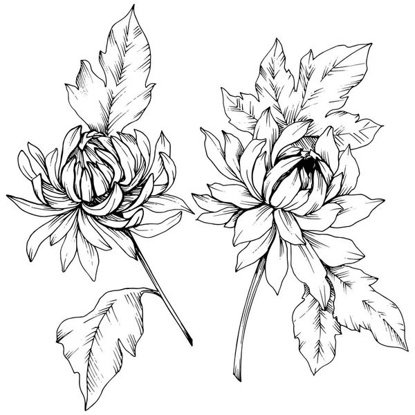 Vector Chrysanthemum floral botanical flowers. Black and white engraved ink art. Isolated flower illustration element. — Stock Vector