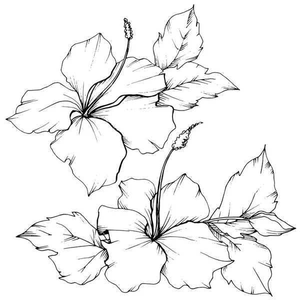 Vector Hibiscus flor botânica floral. Tinta gravada a preto e branco. Isolado elemento de ilustração hibisco . —  Vetores de Stock
