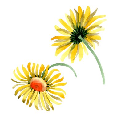 Sarı papatya botanik çiçek. Suluboya arka plan illüstrasyon küme. İzole daisybushes illüstrasyon öğesi.