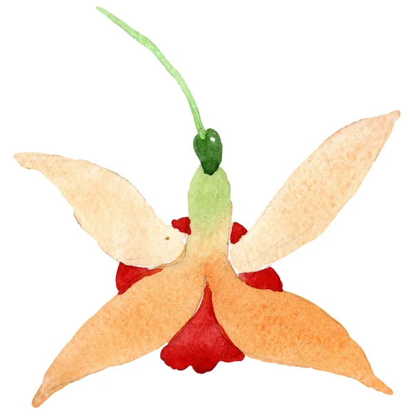 Flor botánica floral fucsia naranja. Conjunto de ilustración de fondo acuarela. Elemento ilustrativo fucsia aislado . — Foto de Stock