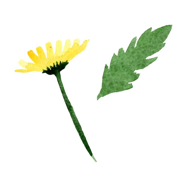 黄色雏菊花植物学花。水彩背景插图集。被隔绝的雏菊灌木例证元素. — 图库照片