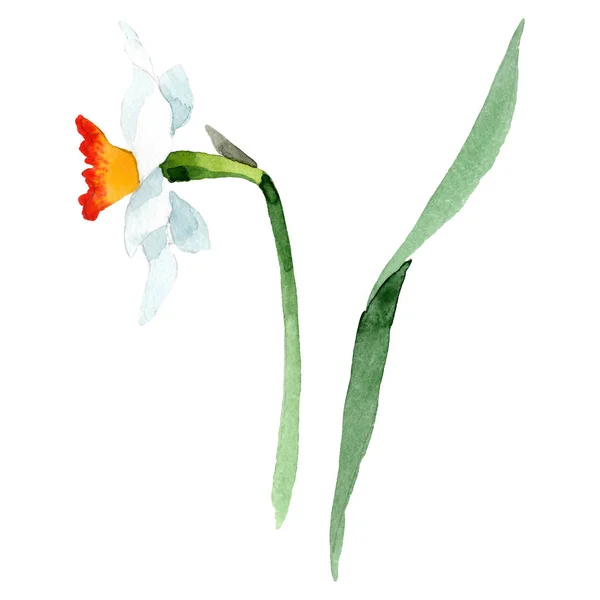 Narcyz biały botaniczny kwiat kwiatowy. Zestaw tle akwarela. Element ilustracja na białym tle Narcyz. — Zdjęcie stockowe