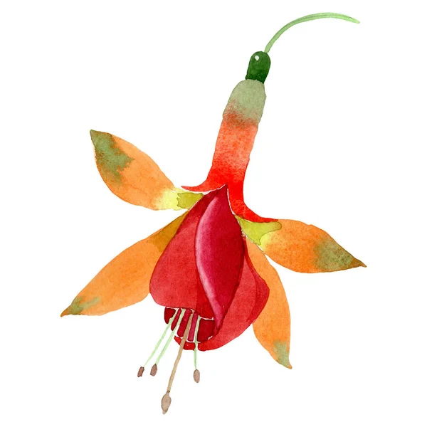 Orange fuchsia blommig botaniska blomma. Akvarell bakgrund illustration set. Isolerade fuchsia illustration element. — Stockfoto