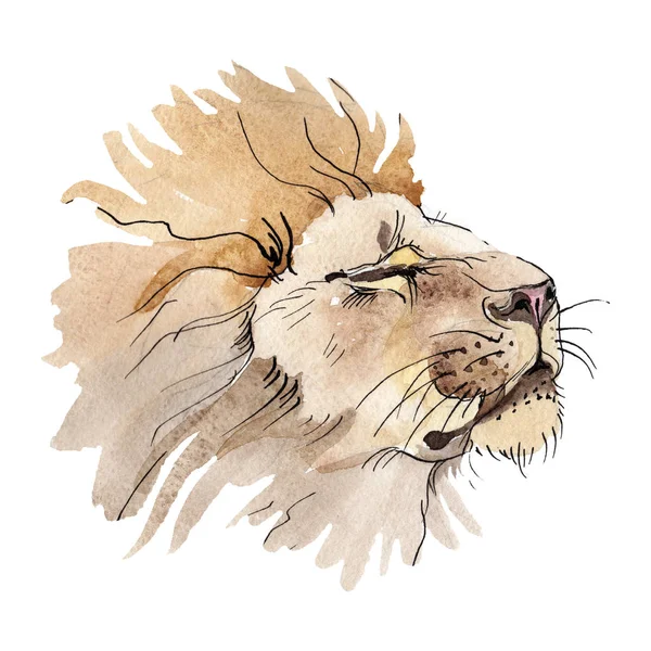Экзотическое животное-лев в акварельном стиле изолировано. Акварельный набор иллюстраций . — стоковое фото