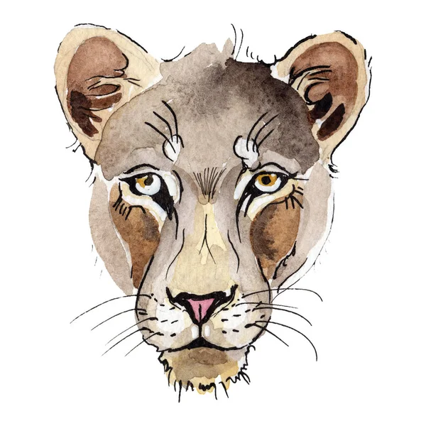 Lion exotique animal sauvage dans un style aquarelle isolé. Ensemble d'illustration de fond aquarelle . — Photo
