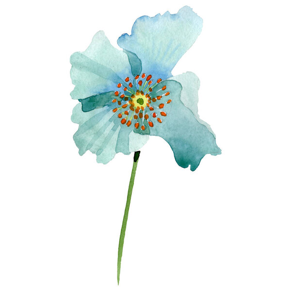 Цветочный цветочный цветок бирюзового мака. Набор акварельных фонов. Изолированный элемент иллюстрации мака
.