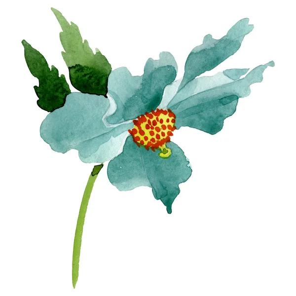 Türkisfarbene Mohnblume, botanische Blume. Aquarell Hintergrundillustration Set. isoliertes Mohnillustrationselement. — Stockfoto