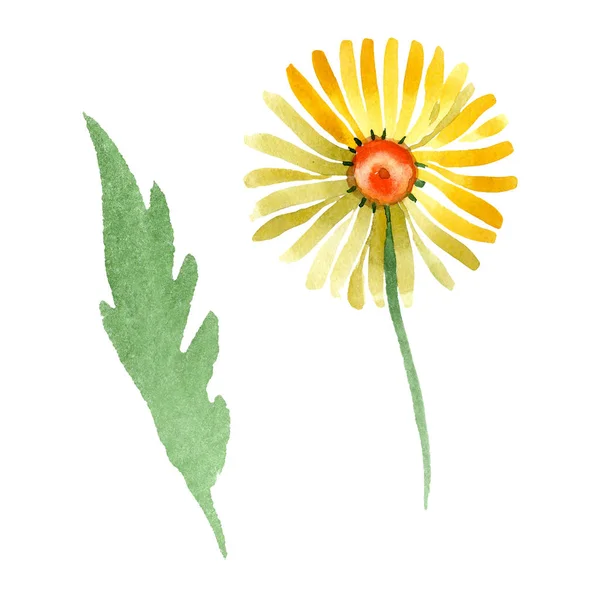 Fiore botanico giallo margherita floreale. Acquerello sfondo illustrazione set. Elemento di illustrazione daisybushes isolato . — Foto Stock