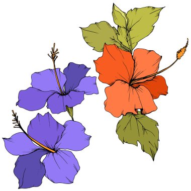 Vektör Hibiscus çiçek botanik çiçek. Oyulmuş mürekkep sanat. İzole hibiscus illüstrasyon öğe beyaz arka plan üzerinde.