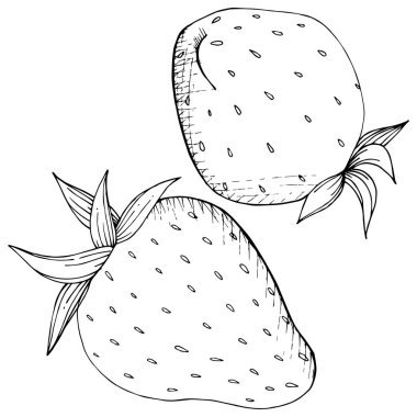 Çilek sağlıklı gıda vektör. Siyah ve beyaz mürekkep sanat kazınmış. İzole berry illüstrasyon öğesi.