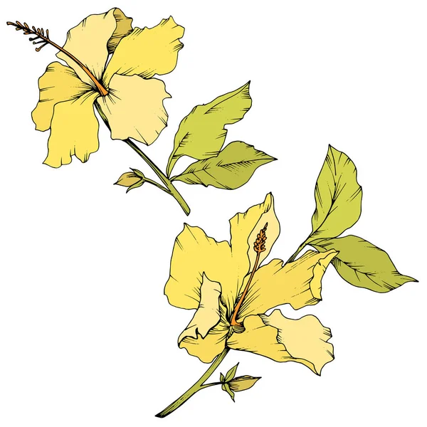 Fiore botanico floreale vettoriale Hibiscus. Incisione a inchiostro art. Isolato elemento di illustrazione ibisco su sfondo bianco . — Vettoriale Stock