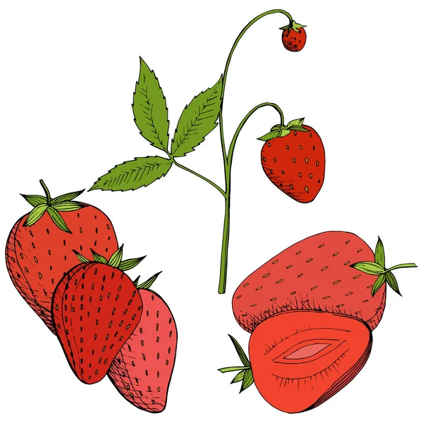 Vector Strawberry comida saludable. Tinta grabada roja y verde. Elemento de ilustración de bayas aisladas sobre fondo blanco . — Archivo Imágenes Vectoriales