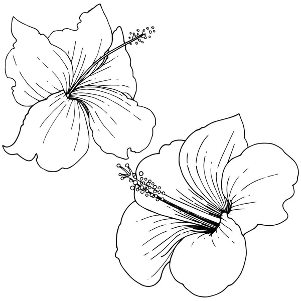 ハイビスカス花の熱帯花をベクトルします。黒と白には、アートが刻まれています。孤立したハイビスカス イラスト要素. — ストックベクタ