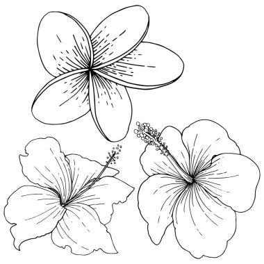 Vektör Hibiscus çiçek tropik çiçekler. Siyah ve beyaz mürekkep sanat kazınmış. İzole hibiscus illüstrasyon öğesi.