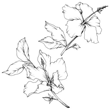 Vektör Hibiscus çiçek botanik çiçek. Siyah ve beyaz mürekkep sanat kazınmış. İzole hibiscus illüstrasyon öğesi.