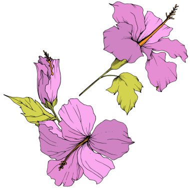 Vektör Hibiscus çiçek botanik çiçek. Oyulmuş mürekkep sanat. İzole hibiscus illüstrasyon öğe beyaz arka plan üzerinde.