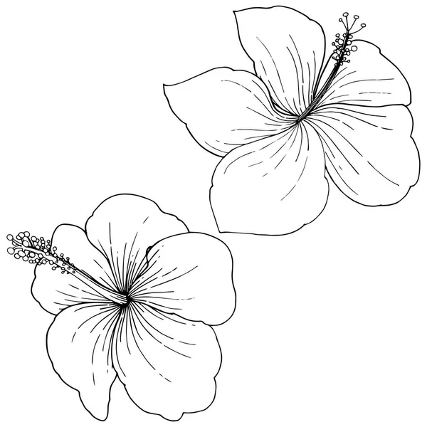Vektör Hibiscus çiçek tropik çiçekler. Siyah ve beyaz mürekkep sanat kazınmış. İzole hibiscus illüstrasyon öğesi.
