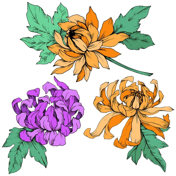 Vector paarse en oranje chrysant floral botanische bloemen. Gegraveerde inkt art. Geïsoleerde bloem afbeelding element. — Stockvector