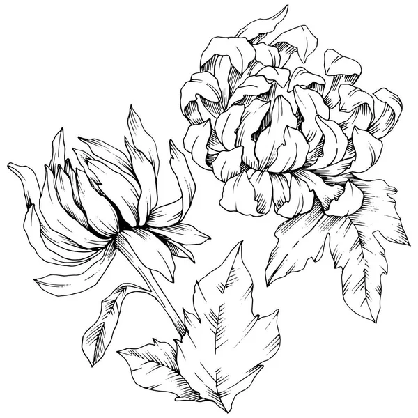 국화 꽃 식물 꽃 벡터. 흑백 잉크 아트를 새겨져 있다. 격리 된 꽃 그림 요소. — 스톡 벡터