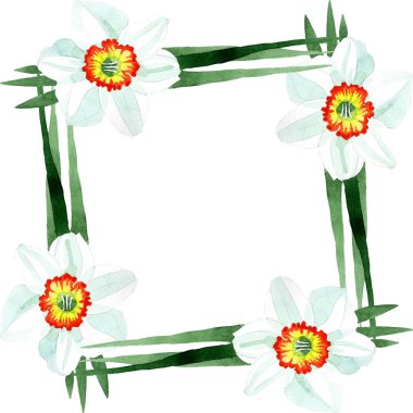 Beyaz nergis botanik çiçek. Suluboya arka plan illüstrasyon küme. Çerçeve kenarlığı süsleme Meydanı.