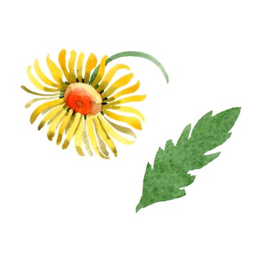 Sarı papatya botanik çiçek. Suluboya arka plan illüstrasyon küme. İzole daisybushes illüstrasyon öğesi.