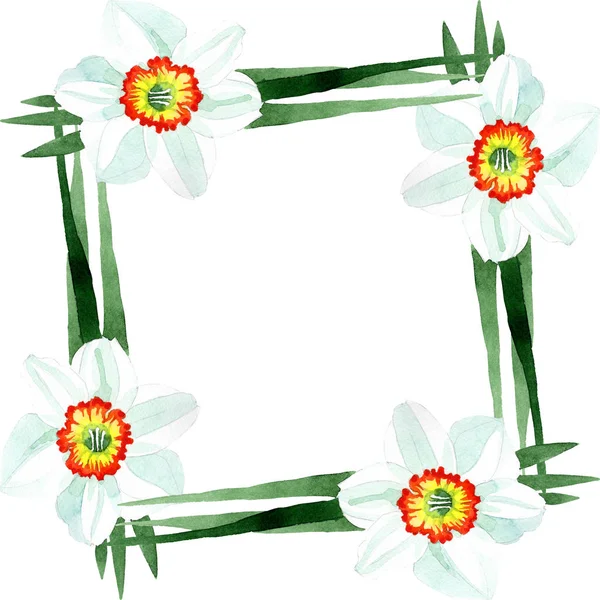 White narcissus floral botanical flower. Watercolor background illustration set. Frame border ornament square. — Stock Photo, Image