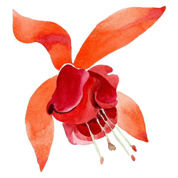 Flor botánica floral fucsia naranja. Conjunto de ilustración de fondo acuarela. Elemento ilustrativo fucsia aislado . — Foto de Stock