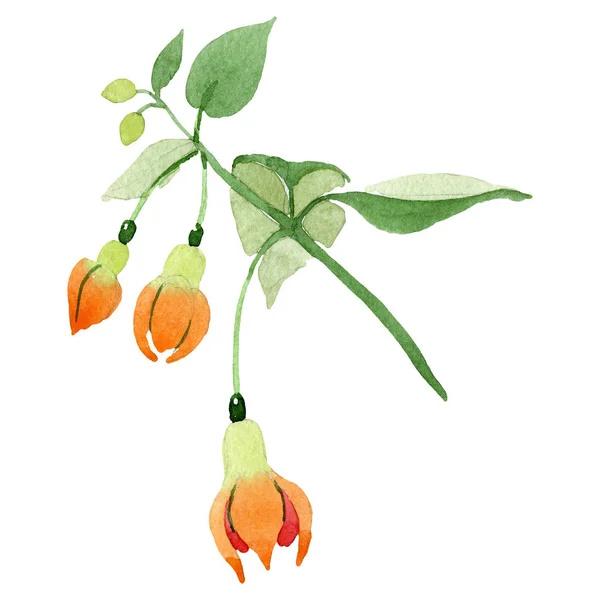 Orange fuchsia blommig botaniska blomma. Akvarell bakgrund illustration set. Isolerade fuchsia illustration element. — Stockfoto